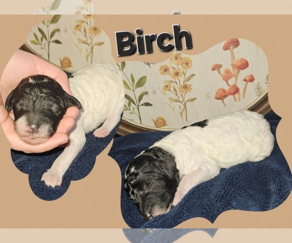 Medium Photo #1 Poodle (Standard) Puppy For Sale in HAVANA, IL, USA