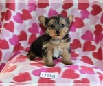 Small Photo #1 Yorkshire Terrier Puppy For Sale in HOPKINSVILLE, KY, USA