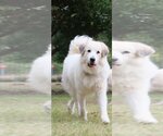 Small #28 Great Pyrenees