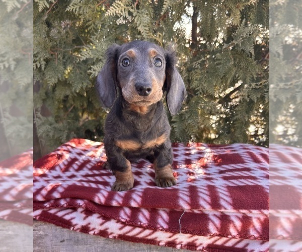 Medium Photo #3 Dachshund Puppy For Sale in MIDDLEBURY, IN, USA