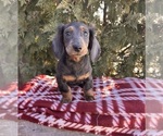 Small #2 Dachshund