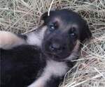 Small Photo #4 German Shepherd Dog Puppy For Sale in EASLEY, SC, USA
