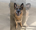 Small #2 German Shepherd Dog
