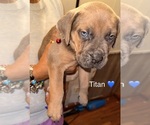 Puppy Titan Cane Corso