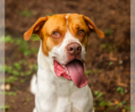 Small #3 American Bulldog-Great Pyrenees Mix
