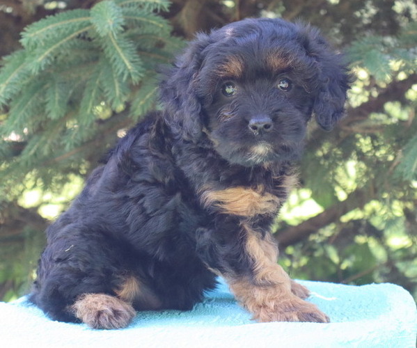 Medium Photo #20 Cavapoo Puppy For Sale in THORP, WI, USA