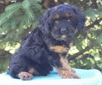 Small Photo #20 Cavapoo Puppy For Sale in THORP, WI, USA