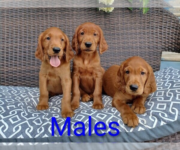 Medium Photo #2 Golden Irish Puppy For Sale in STANLEY, WI, USA