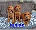Small #1 Golden Irish