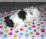 Small Photo #14 Zuchon Puppy For Sale in ORO VALLEY, AZ, USA