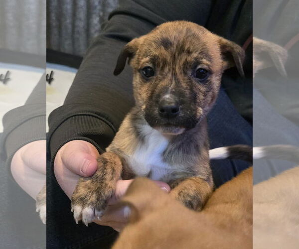 Medium Photo #2 Mountain Cur-Unknown Mix Puppy For Sale in Oakhurst, NJ, USA
