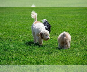 Polly - Female Poodle (Standard)-Unknown Mix Dog for Adoption - Photo #4
