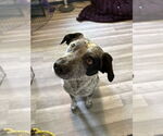 Small #1 Mutt