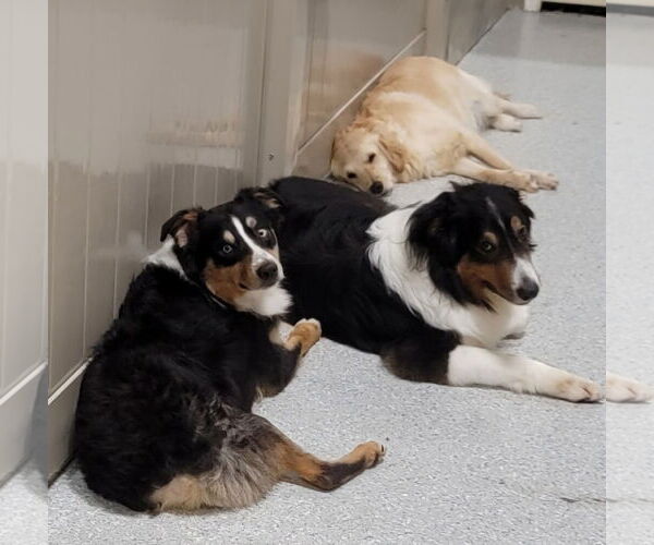 Medium Photo #5 Australian Shepherd Puppy For Sale in Highland, IL, USA