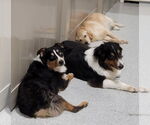 Small #4 Australian Shepherd
