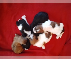Cock-A-Tzu Puppy for sale in WOBURN, MA, USA