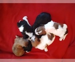 Puppies - Male Cock-A-Tzu Puppy for Sale - Small photo