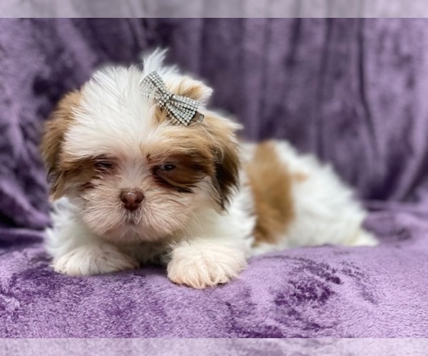 Medium Photo #11 Lhasa Apso Puppy For Sale in LAKELAND, FL, USA
