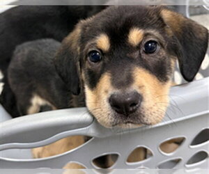 Labrador Retriever-Unknown Mix Dogs for adoption in Pasadena, TX, USA