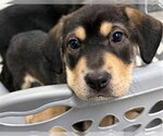 Small Labrador Retriever Mix