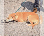 Small #3 Boxer Mix