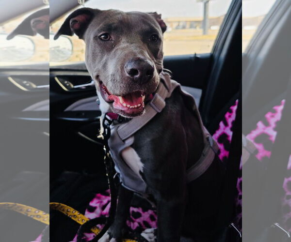 Medium Photo #7 American Pit Bull Terrier-Labrador Retriever Mix Puppy For Sale in Princeton, MN, USA