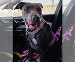 Small #6 American Pit Bull Terrier-Labrador Retriever Mix