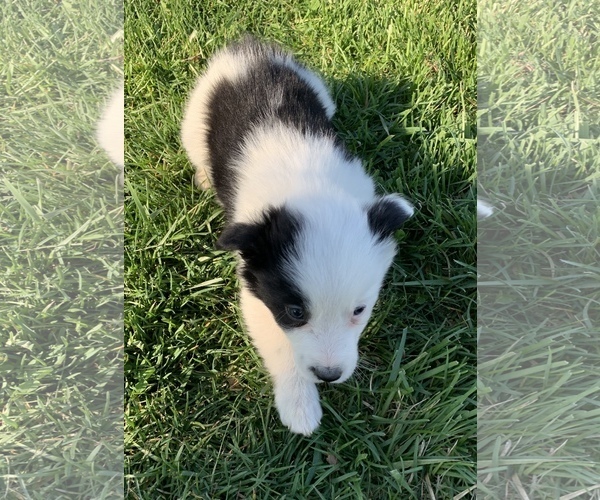 Medium Photo #2 Border Collie Puppy For Sale in MILTON, KY, USA