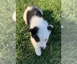 Small Photo #2 Border Collie Puppy For Sale in MILTON, KY, USA