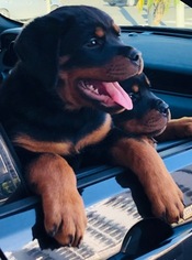 Rottweiler Puppy for sale in BEVERLY HILLS, CA, USA