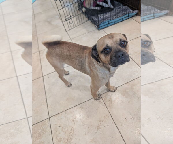 Medium Photo #1 Pug-Unknown Mix Puppy For Sale in Aurora, CO, USA