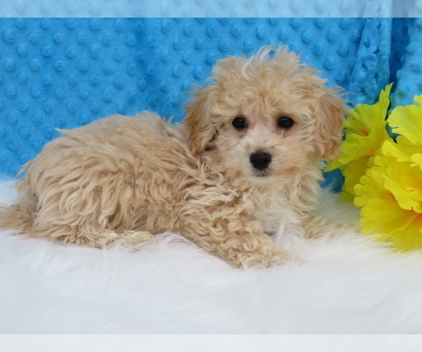 Medium Photo #2 Havanese-Poodle (Toy) Mix Puppy For Sale in SHILOH, OH, USA