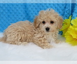Small Photo #2 Havanese-Poodle (Toy) Mix Puppy For Sale in SHILOH, OH, USA