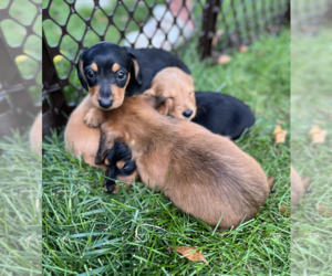 Dachshund Puppy for sale in WISCONSIN RAPIDS, WI, USA