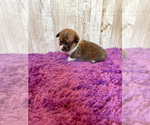 Small Photo #1 Pembroke Welsh Corgi Puppy For Sale in DERIDDER, LA, USA