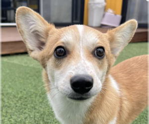 Mutt Dogs for adoption in San Ramon, CA, USA