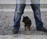 Small #7 German Shepherd Dog
