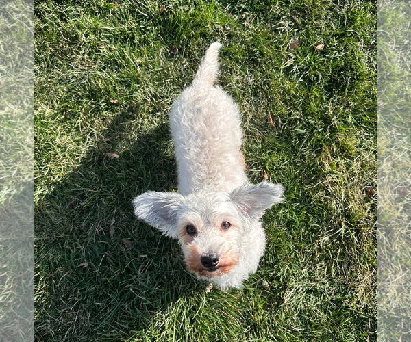 Medium Photo #3 Maltese Dinmont Terrier Puppy For Sale in Gretna, NE, USA