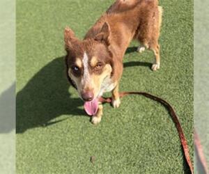 Siberian Husky-Unknown Mix Dogs for adoption in Camarillo, CA, USA