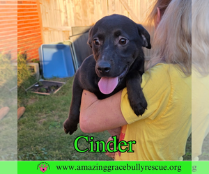 Cinder - Female Labrador Retriever-Unknown Mix Dog for Adoption - Photo #7