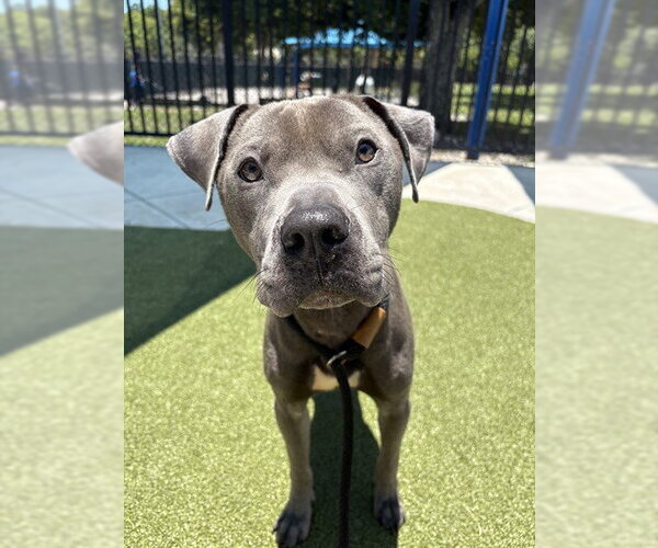 Medium Photo #1 American Staffordshire Terrier Puppy For Sale in Fort Lauderdale, FL, USA