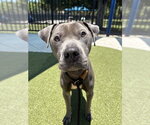 Small American Staffordshire Terrier