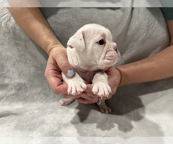 Medium Photo #20 English Bulldog Puppy For Sale in EVEREST, KS, USA