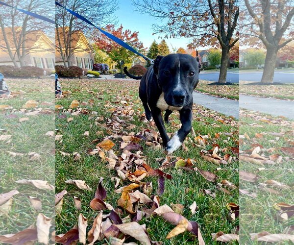 Medium Photo #6 American Pit Bull Terrier-Unknown Mix Puppy For Sale in Germantown, OH, USA