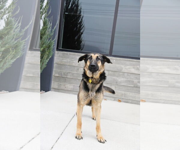 Medium Photo #7 German Shepherd Dog Puppy For Sale in Sandy, UT, USA