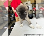 Puppy Light Purple German Shepherd Dog