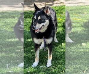 Clover - Female Shiba Inu-Siberian Husky Mix Dog for Adoption - Photo #4