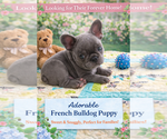 Puppy Puppy 1 French Bulldog