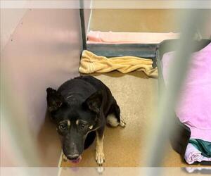 German Shepherd Dog Dogs for adoption in Martinez, CA, USA