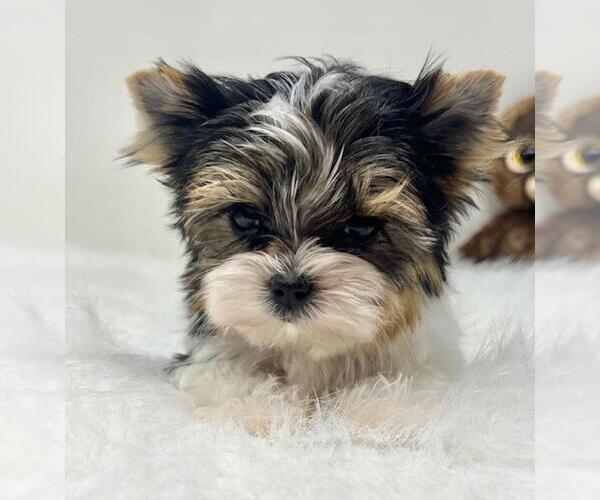 Medium Photo #2 Yorkshire Terrier Puppy For Sale in BOCA RATON, FL, USA